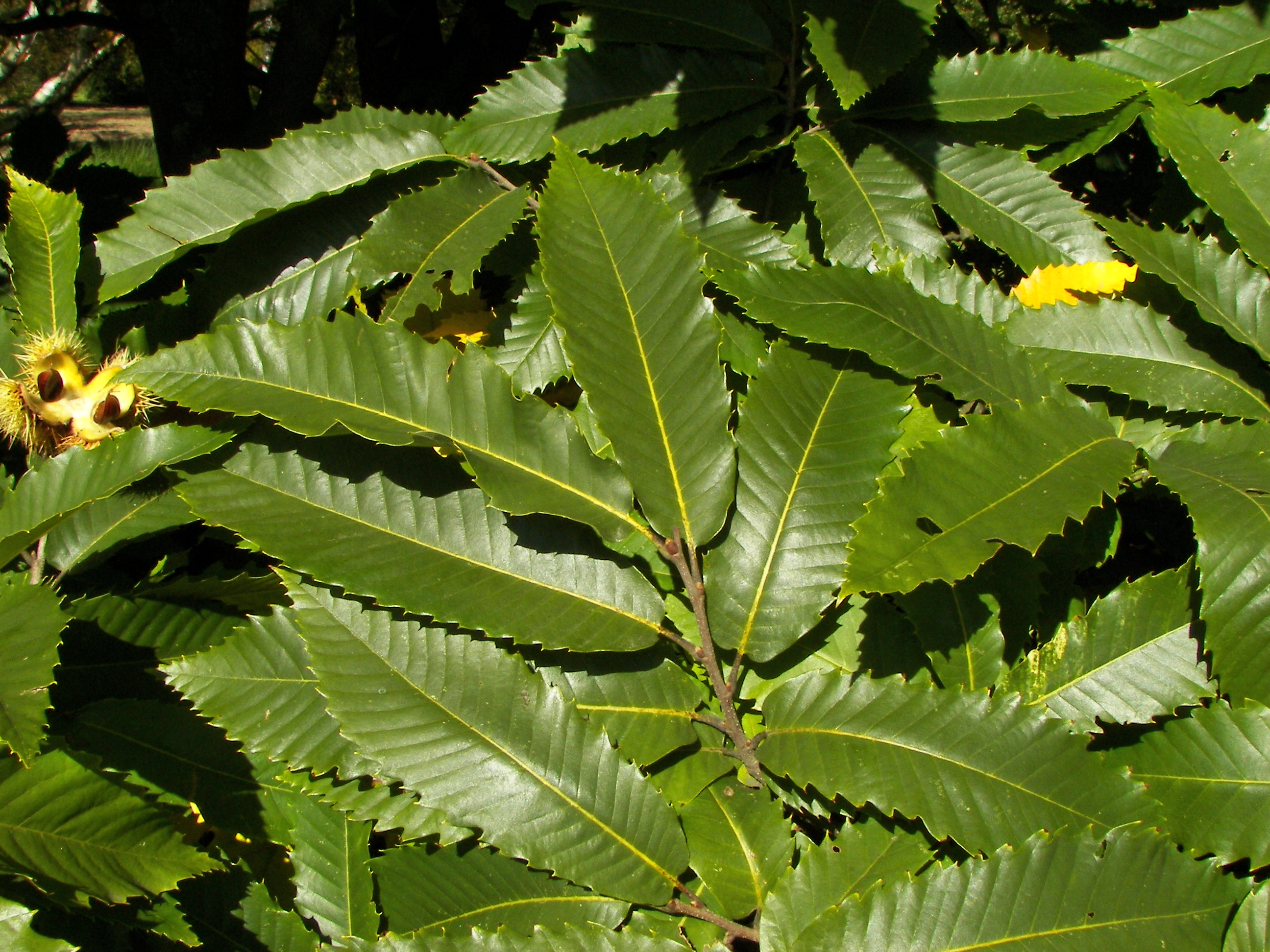 Castanea Sativa